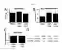 Fig. 04 - Methods for treating pain caused by inflammation induced mechanical and/or thermal hypersensitivity