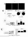 Fig. 05 - Methods for treating pain caused by inflammation induced mechanical and/or thermal hypersensitivity
