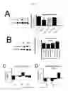 Fig. 10 - Methods for treating pain caused by inflammation induced mechanical and/or thermal hypersensitivity