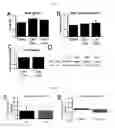 Fig. 12 - Methods for treating pain caused by inflammation induced mechanical and/or thermal hypersensitivity