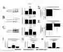 Fig. 13 - Methods for treating pain caused by inflammation induced mechanical and/or thermal hypersensitivity