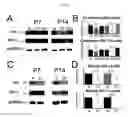 Fig. 15 - Methods for treating pain caused by inflammation induced mechanical and/or thermal hypersensitivity