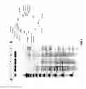 Fig. 08 - Complete genome sequence of the methanogen 