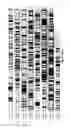 Fig. 22 - Complete genome sequence of the methanogen 
