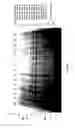 Fig. 43 - Complete genome sequence of the methanogen 
