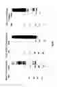 Fig. 44 - Complete genome sequence of the methanogen 