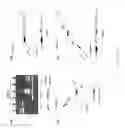 Fig. 17 - Method for the production of recombinant virus, DNA constructs, recombinant virus and vaccine compositions