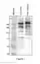 Fig. 02 - FACTOR VIII POLYMER CONJUGATES