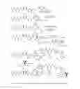 Fig. 11 - Conjugates of cell binding molecules with cytotoxic agents