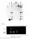 Fig. 02 - Articular cartilage imaging composition