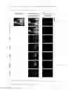 Fig. 07 - Fluorescent probe for detecting dipeptidyl peptidase IV