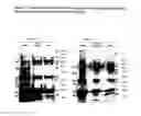 Fig. 19 - Acellular bioabsorbable tissue regeneration matrices