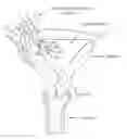 Fig. 01 - Devices, systems, and methods for treating obstetric and gynecological disorders