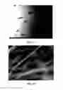Fig. 11 - Electrospun cactus mucilage nanofibers