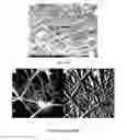 Fig. 12 - Electrospun cactus mucilage nanofibers