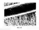 Fig. 20 - Electrospun cactus mucilage nanofibers