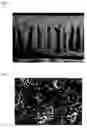 Fig. 02 - Polyetherimide composite nanofiltration membrane and preparation method thereof