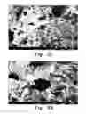 Fig. 05 - Method for making carbonaceous sponge-like sorbent