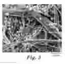 Fig. 03 - Porous articles for separation