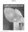 Fig. 09 - Method for manufacturing metallic nanowire transparent electrode