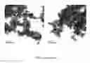 Fig. 04 - BIOCOMPATIBLE COLLOIDAL SOLUTION OF SILVER NANOPARTICLES IN NON-AQUEOUS POLAR SOLVENT AND METHOD OF OBTAINING THEREOF