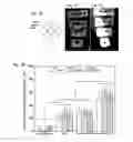 Fig. 04 - Sacrificial Templates Comprising a Hydrogel Cross-linking Agent and Their Use for Customization of Hydrogel Architecture