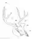 Fig. 01 - Trophy mount and skull clamp