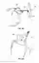 Fig. 09 - Trophy mount and skull clamp