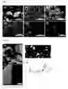 Fig. 08 - Preparation method of graphene and dispersed composition of graphene