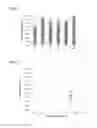 Fig. 02 - Recovery of mining processing product using boronic acid-containing polymers