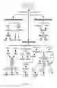 Fig. 04 - COMPOSITIONS AND METHODS COMPRISING SALICYLATES AND POLYSALICYLATES