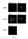 Fig. 06 - Cancer stem cell targeting peptide and use thereof