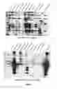 Fig. 09 - Dengue virus chimeric polyepitope composed of fragments of non-structural proteins and its use in an immunogenic composition against dengue virus infection