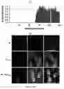 Fig. 03 - Peptides including a binding domain of the viral phosphoprotein (P) subunit to the viral RNA free nucleoprotein (N)