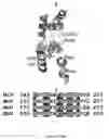 Fig. 07 - Peptides including a binding domain of the viral phosphoprotein (P) subunit to the viral RNA free nucleoprotein (N)