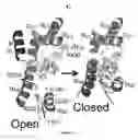 Fig. 08 - Peptides including a binding domain of the viral phosphoprotein (P) subunit to the viral RNA free nucleoprotein (N)