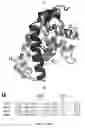 Fig. 12 - Peptides including a binding domain of the viral phosphoprotein (P) subunit to the viral RNA free nucleoprotein (N)