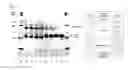 Fig. 05 - Modified interleukin-7 protein