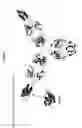 Fig. 03 - Antibody cytokine engrafted compositions and methods of use for immunoregulation