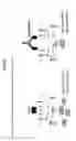Fig. 17 - Antibody cytokine engrafted compositions and methods of use for immunoregulation