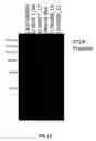 Fig. 15 - Glucose-regulating polypeptides and methods of making and using same