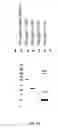 Fig. 17 - Glucose-regulating polypeptides and methods of making and using same