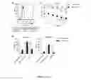 Fig. 22 - CHIMERIC ANTIGEN RECEPTORS (CAR) AND METHODS FOR MAKING AND USING THE SAME