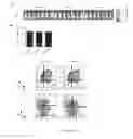 Fig. 27 - CHIMERIC ANTIGEN RECEPTORS (CAR) AND METHODS FOR MAKING AND USING THE SAME