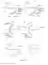 Fig. 34 - CHIMERIC ANTIGEN RECEPTORS (CAR) AND METHODS FOR MAKING AND USING THE SAME