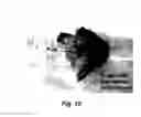 Fig. 08 - MODULATING DISEASE THROUGH GENETIC ENGINEERING OF PLANTS