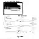 Fig. 16 - MODULATING DISEASE THROUGH GENETIC ENGINEERING OF PLANTS