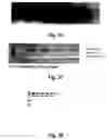 Fig. 77 - MODULATING DISEASE THROUGH GENETIC ENGINEERING OF PLANTS