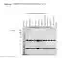Fig. 11 - Isolation and Purification of Antibodies Using Protein A Affinity Chromatography