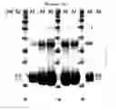 Fig. 11 - Binding inhibitor between TCTP dimer type IGE-dependent histamine releasing factor and receptor thereof, and use thereof